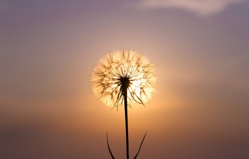 Orakel - Der Blick in die Zukunft: Foto: © DarZel / shutterstock / #152924762